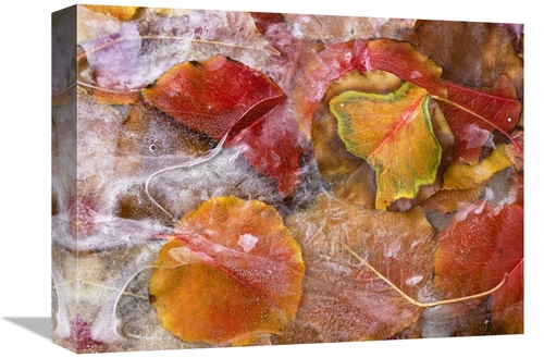 Global Gallery GCS-452227-1216-142 12 x 16 in. Cottonwood Frozen Leave