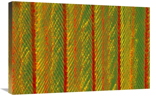 Global Gallery GCS-398216-2030-142 20 x 30 in. Close Up of Feather Sho