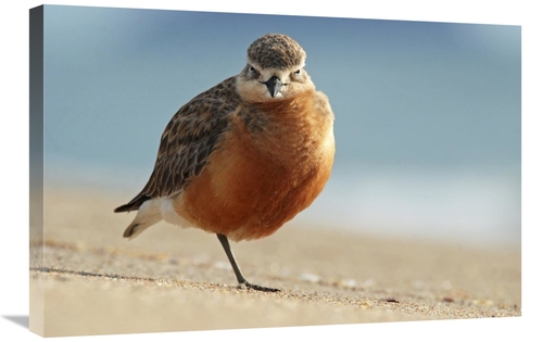 Global Gallery GCS-397456-2030-142 20 x 30 in. Red-Breasted Plover,