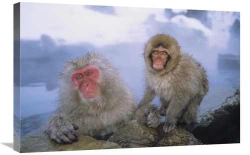 Global Gallery GCS-452434-2030-142 20 x 30 in. Japanese Macaques Soaki