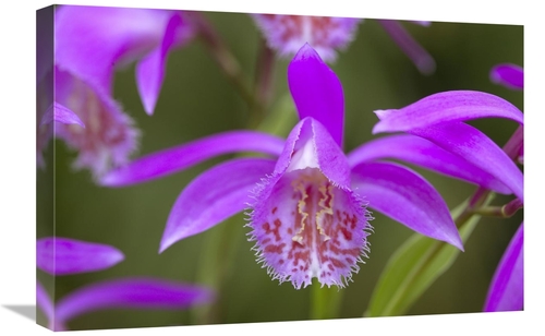 Global Gallery GCS-398323-1624-142 16 x 24 in. Orchid Flower Art Print