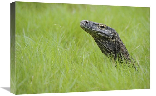 Global Gallery GCS-397550-1624-142 16 x 24 in. Komodo Dragon in Grass&