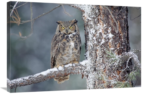 Global Gallery GCS-396987-2436-142 24 x 36 in. Great Horned Owl Adult 
