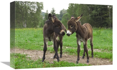 Global Gallery GCS-452577-1218-142 12 x 18 in. Donkey Two Foals Commun