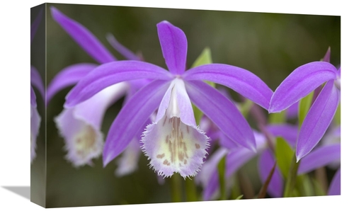 Global Gallery GCS-398325-1218-142 12 x 18 in. Orchid Flowers Art Prin