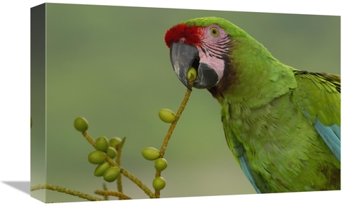 Global Gallery GCS-453216-1218-142 12 x 18 in. Military Macaw Feeding 