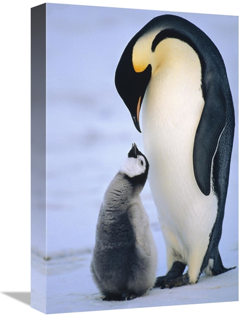 Global Gallery GCS-452392-1218-142 12 x 18 in. Emperor Penguin Adult w