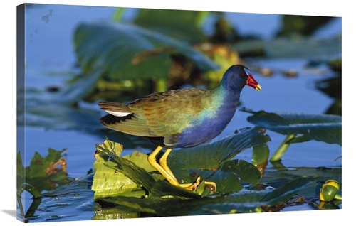 Global Gallery GCS-453277-2436-142 24 x 36 in. Purple Gallinule Standi