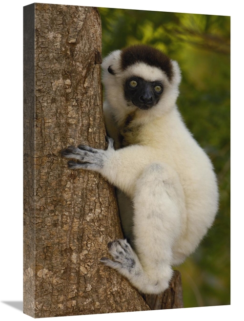 Global Gallery GCS-453038-1624-142 16 x 24 in. Verreauxs Sifaka Portra