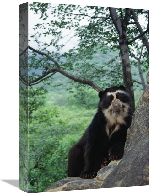 Global Gallery GCS-451465-1218-142 12 x 18 in. Spectacled Bear, Ce