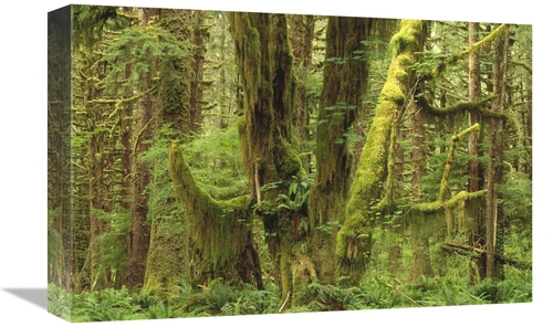 Global Gallery GCS-452902-1218-142 12 x 18 in. Temperate Rainforest&#4