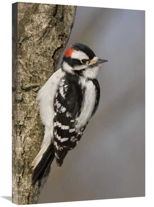 Global Gallery GCS-397390-2030-142 20 x 30 in. Downy Woodpecker Male&#