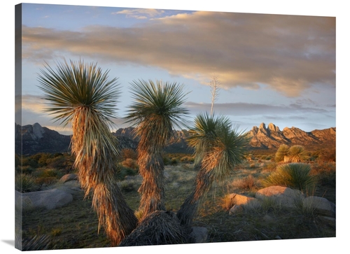 Global Gallery GCS-396402-3040-142 30 x 40 in. Yucca & Organ Mountains