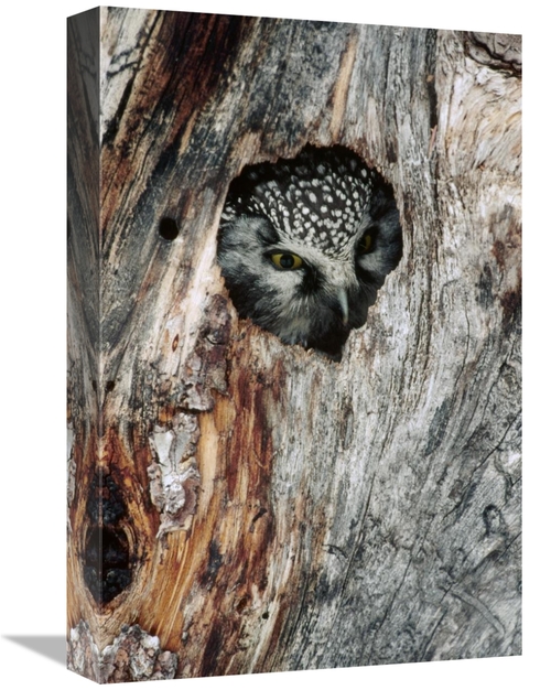 Global Gallery GCS-451844-1218-142 12 x 18 in. Boreal Owl in Tree Cavi