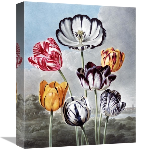 Global Gallery GCS-268584-16-142 16 in. Tulips Art Print - Robert John