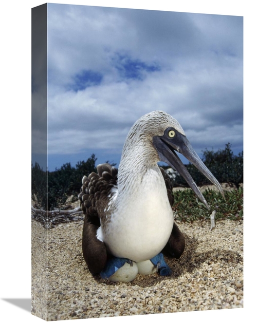 Global Gallery GCS-451401-1218-142 12 x 18 in. Blue-Footed Booby Male 