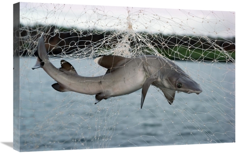 Global Gallery GCS-451146-2030-142 20 x 30 in. Illegal Gillnet Fishing