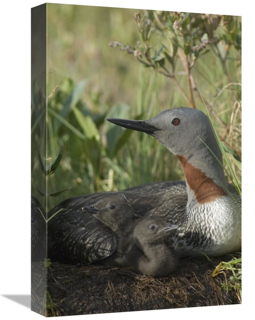Global Gallery GCS-451941-1218-142 12 x 18 in. Red-Throated Loon with 