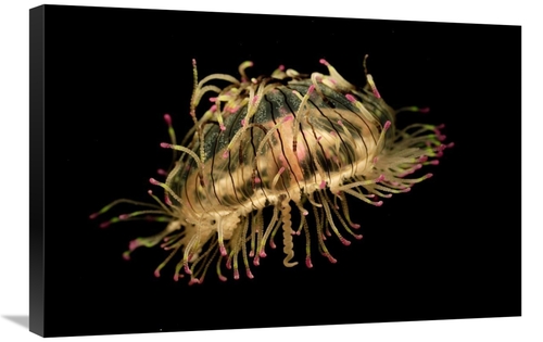 Global Gallery GCS-397713-2030-142 20 x 30 in. Flower Hat Jelly, N