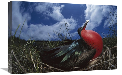 Global Gallery GCS-451758-1624-142 16 x 24 in. Great Frigatebird Male 