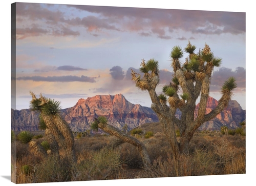 Global Gallery GCS-395951-3040-142 30 x 40 in. Joshua Tree & Spring Mo