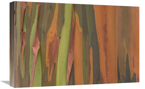 Global Gallery GCS-395292-1624-142 16 x 24 in. Gum Tree Bark Detail&#4