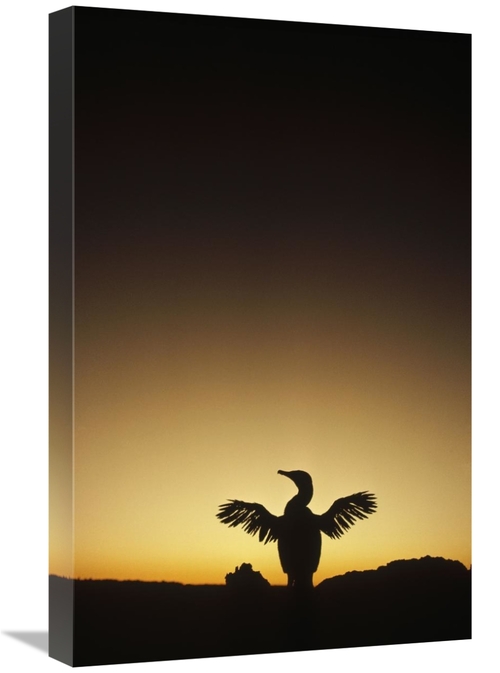 Global Gallery GCS-451270-1624-142 16 x 24 in. Flightless Cormorant Dr