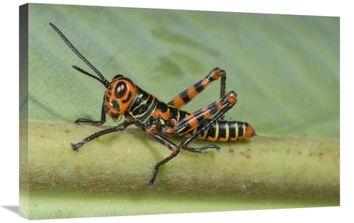 Global Gallery GCS-397298-2030-142 20 x 30 in. Lubber Grasshopper Juve