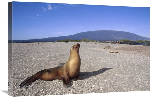 Global Gallery GCS-451312-2030-142 20 x 30 in. Galapagos Sea Lion Juve