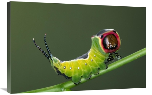 Global Gallery GCS-395291-2436-142 24 x 36 in. Puss Moth on Stem, 