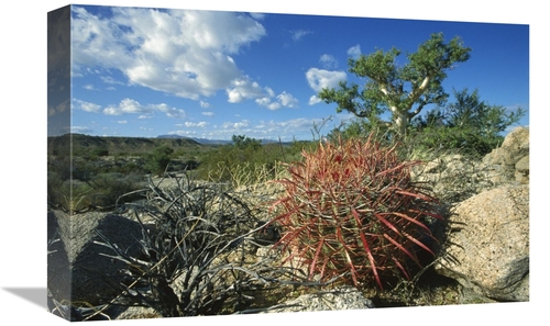 Global Gallery GCS-451708-1218-142 12 x 18 in. Barrel Cactus Growing A