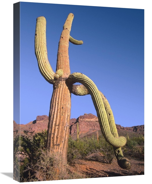 Global Gallery GCS-396797-1824-142 18 x 24 in. Ajo Mountains & Saguaro