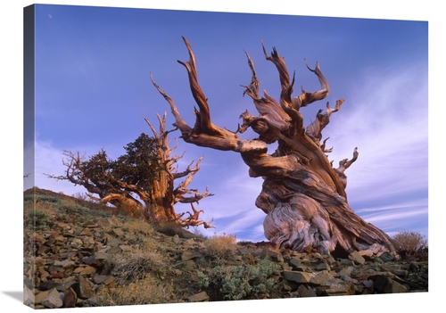 Global Gallery GCS-397131-2432-142 24 x 32 in. Foxtail Pine Ancient Tr