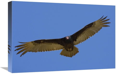 Global Gallery GCS-450871-1624-142 16 x 24 in. Turkey Vulture Soaring 