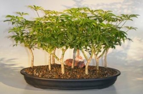 Hawaiian Umbrella Bonsai Tree9 Tree Forest Group(arboricola schefflera