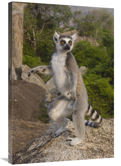Global Gallery GCS-453259-2436-142 24 x 36 in. Ring-Tailed Lemur Male 