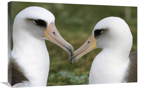 Global Gallery GCS-395609-2030-142 20 x 30 in. Laysan Albatross Pair B