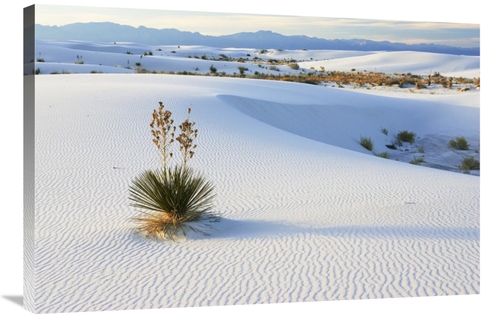 Global Gallery GCS-452613-2436-142 24 x 36 in. Soaptree Yucca in Gypsu