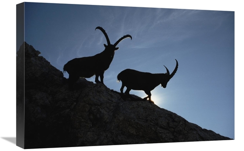 Global Gallery GCS-452395-1624-142 16 x 24 in. Alpine Ibex Pair Silhou