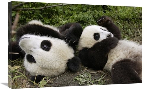 Global Gallery GCS-395890-2030-142 20 x 30 in. Pair of Young Pandas Pl