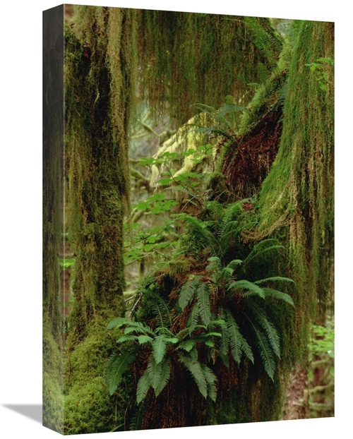 Global Gallery GCS-452924-1218-142 12 x 18 in. Epiphytic Sword Fern&#4