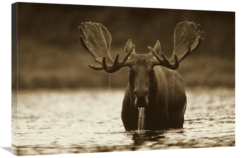 Global Gallery GCS-395924-2436-142 24 x 36 in. Moose Male Raising Its 