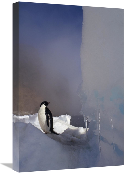 Global Gallery GCS-451283-1624-142 16 x 24 in. Adelie Penguin on Sea I