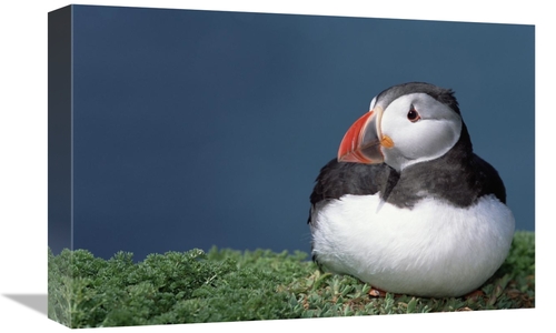 Global Gallery GCS-451569-1218-142 12 x 18 in. Atlantic Puffin Showing