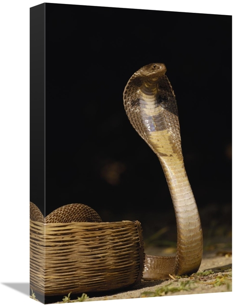 Global Gallery GCS-453063-1218-142 12 x 18 in. Spectacled Cobra with H