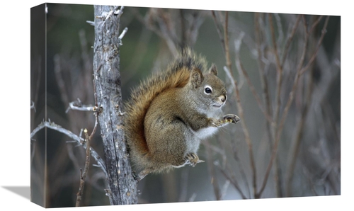 Global Gallery GCS-451892-1218-142 12 x 18 in. Red Squirrel Feeding on