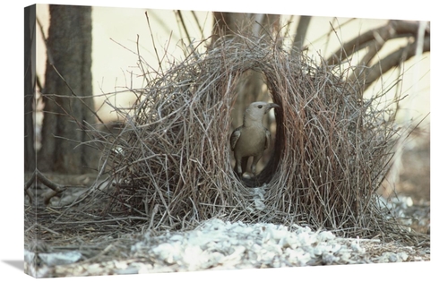 Global Gallery GCS-452911-2030-142 20 x 30 in. Great Bowerbird Male in