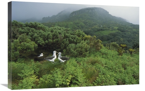 Global Gallery GCS-451788-2030-142 20 x 30 in. Yellow-Nosed Albatrosse