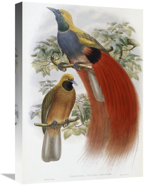 22 in. Grey-Chested Bird of Paradise Art Print - John Gould