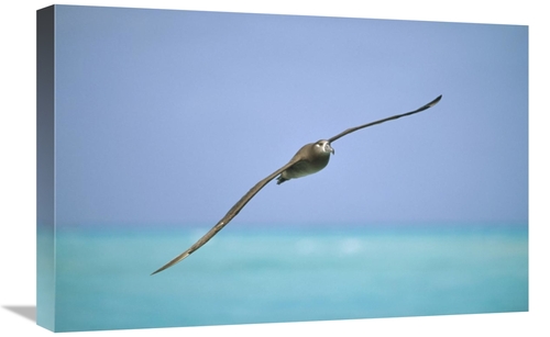 Global Gallery GCS-451444-1624-142 16 x 24 in. Black-Footed Albatross 